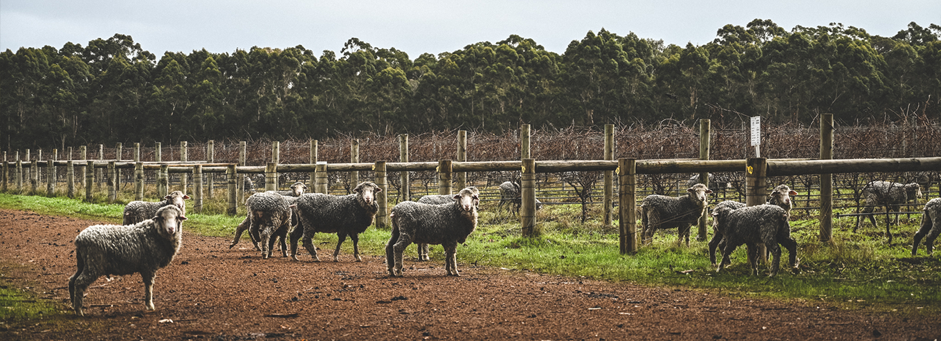Sheeps at Voyager Estate  vineyard 